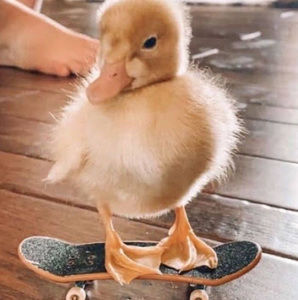 Meet your Posher, Kylee